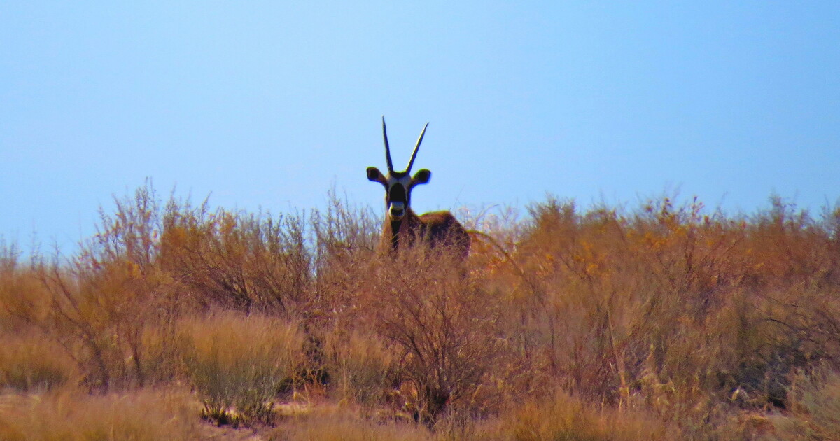 African antelope could spread across the American West as winters warm, study finds