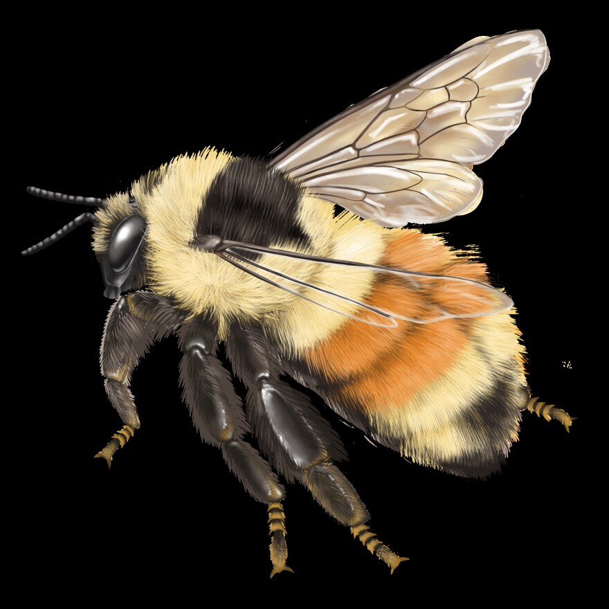 A forest bumblebee, one of two species positively identifies in Unalaska this summer.