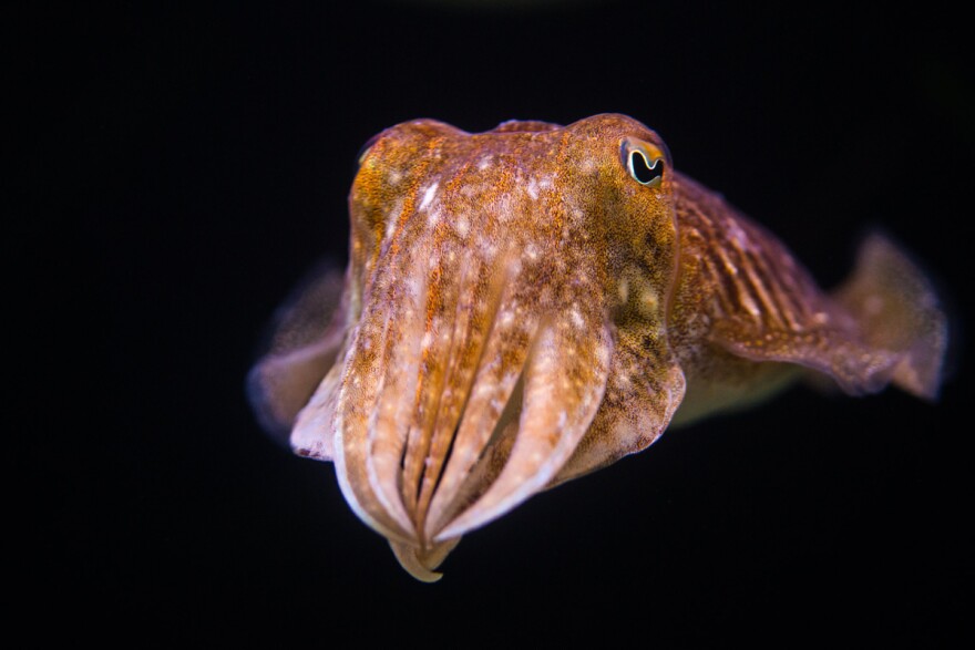 An international team of neuroscientists has discovered how cuttlefish see in three dimensions.