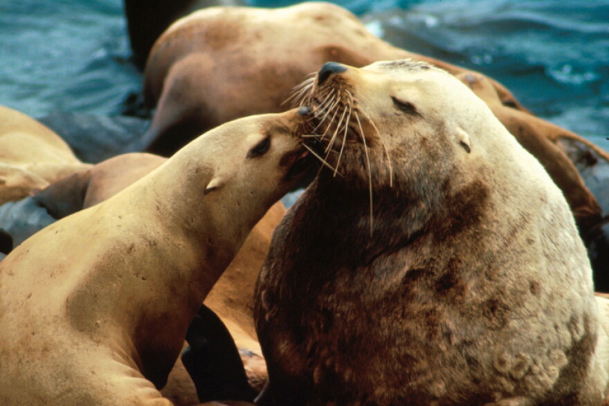 Stellar Sea Lion.