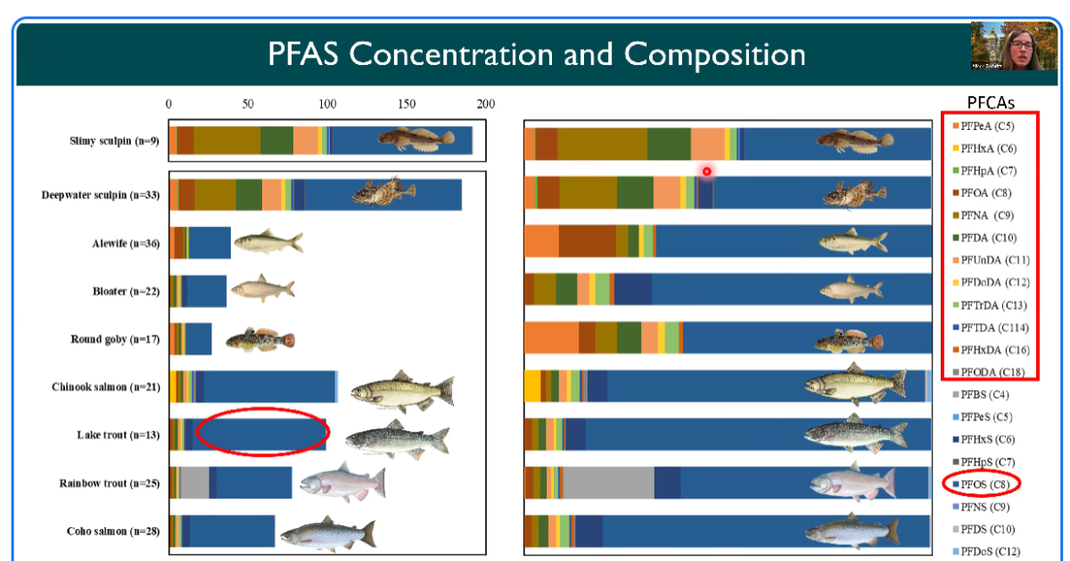 Study finds PFAS in game fish can accumulate, be passed down WCMU