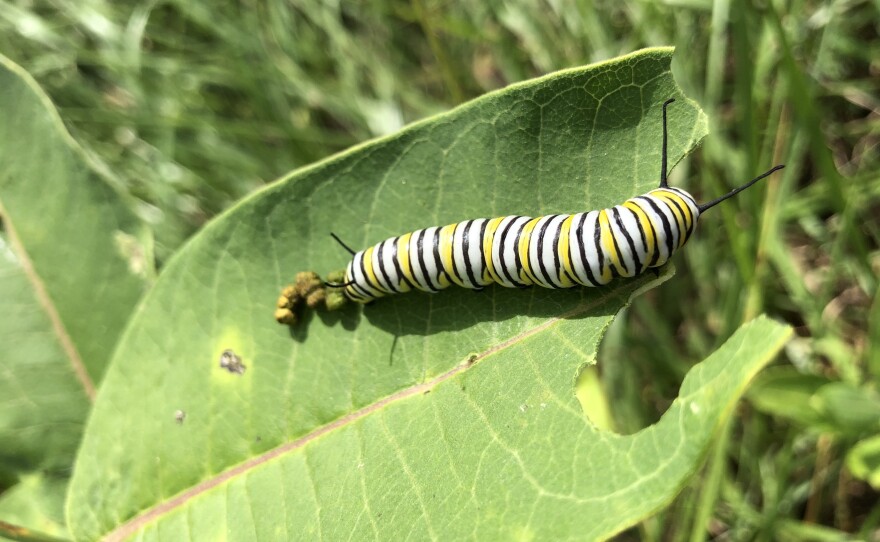 Monarch Caterpillar