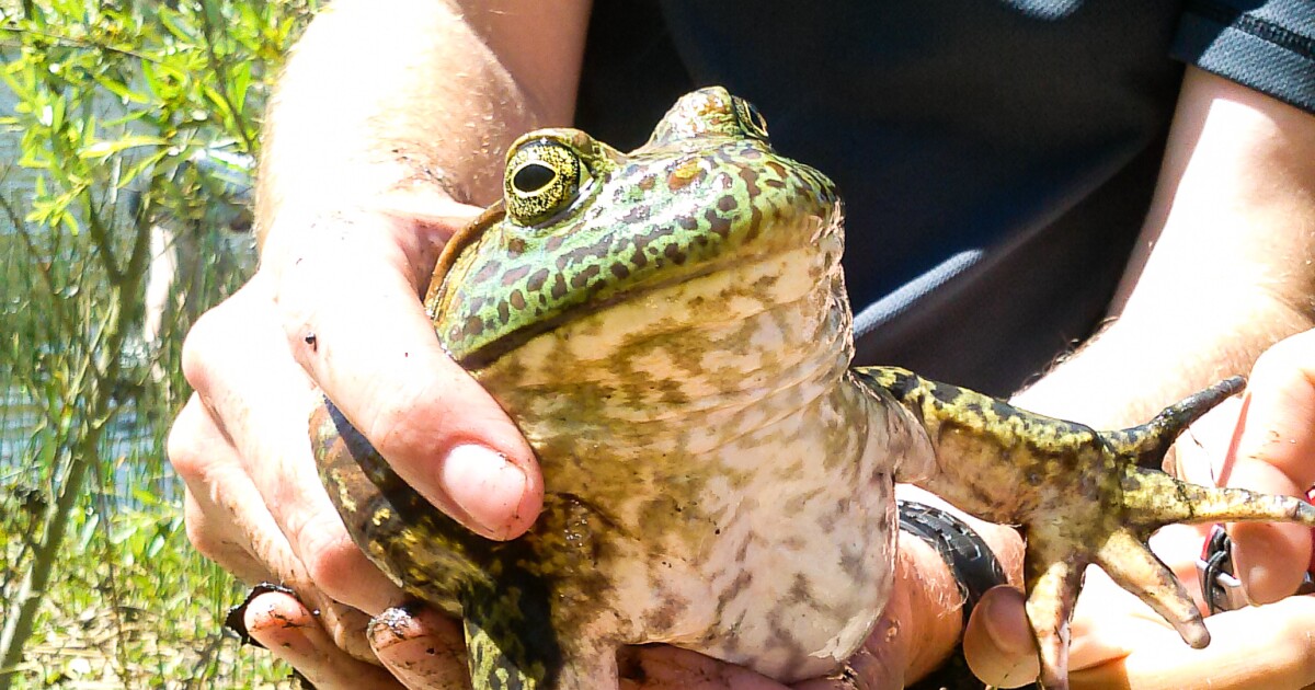 HPU researcher shares why bullfrogs are so successful as an invasive
