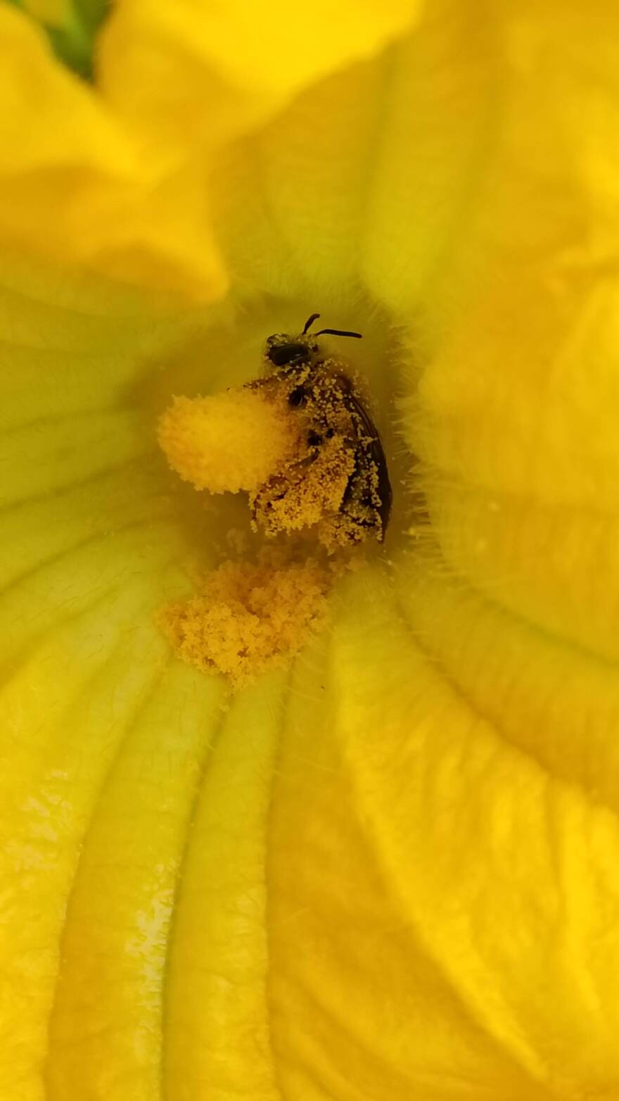 A female squash bee (Eucera Pruinosa) covered in squash pollen. University of Michigan researchers collected more than 4,000 bees from 60 species at winter squash farms across the state where both managed honeybee colonies and wild native bees pollinate the squash flowers. The number of bee species found at each farm ranged from seven to 49.