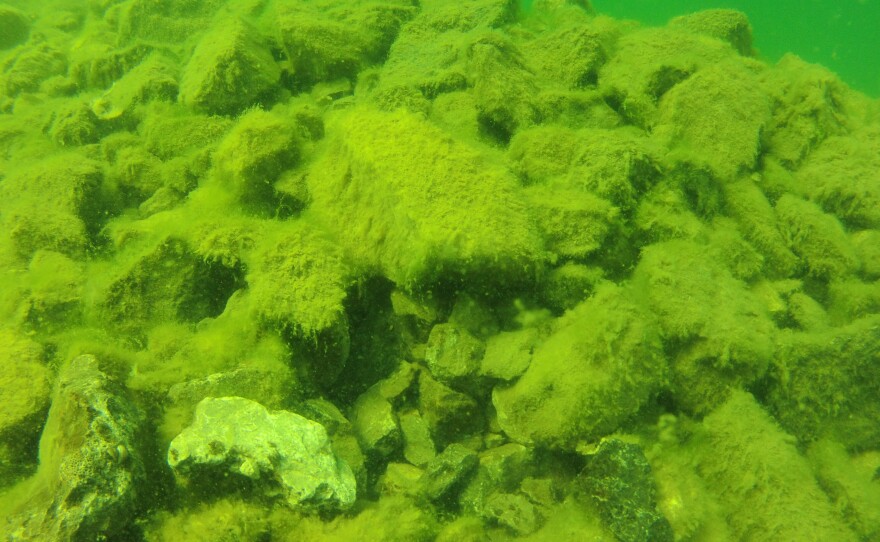 This is a reef that researchers built in Thunder Bay. Lake trout are spawning there, although it took a few years.