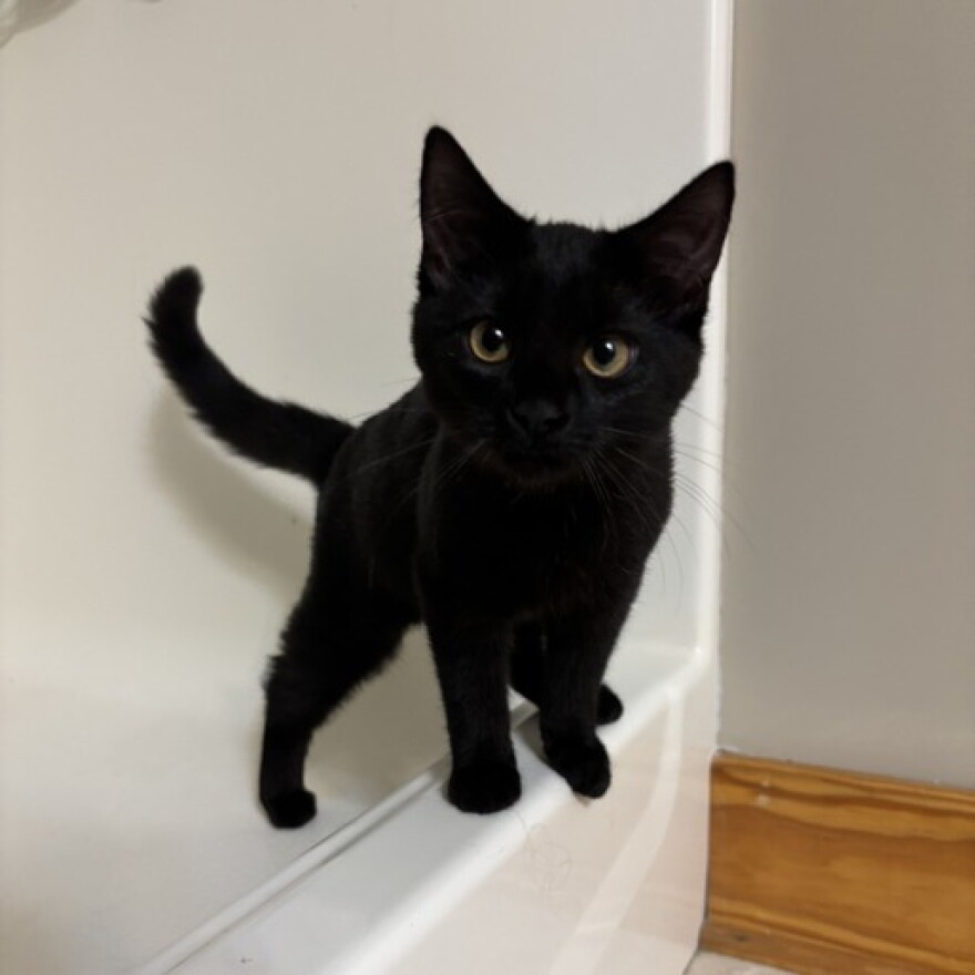 Echo