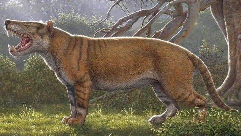 In 2019 two American researchers reported discovering the fossil remains of a carnivorous mammal larger than a modern lion, and even larger than a prehistoric saber-toothed tiger.