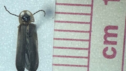 The rare blue ghost firefly has been documented in Mecklenburg County for the first time, thanks to two local environmental educators.