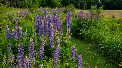 The prairie on the Allison property