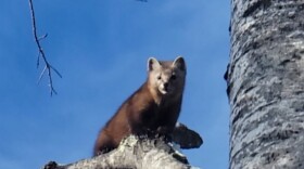 American marten