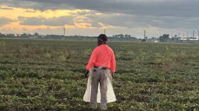 José Delgado working in an agricultural field in Homestead, Florida, in May 2025.