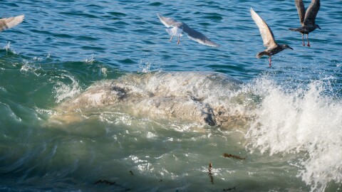 The Alaska Department of Fish and Game reported the whale in Unalaska Bay to the National Oceanic and Atmospheric Administration on Dec. 4. The Alaska Marine Mammal Stranding Network said there is no cause of death.