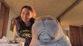Violet Anniskett and Annautaq, an orphaned Pacific walrus calf she helped rescue near Point Lay, seen through the window of a shelter cabin.