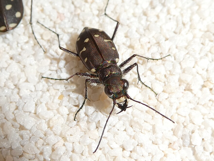 Tiger beetle.