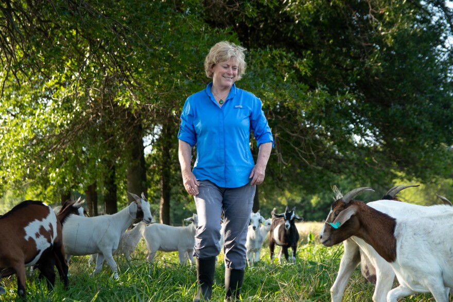Democrat Nancy Boyda smiles as a herd of brown and white goats encircle her in a grassy field behind her house in Baldwin City, Kansas. 
