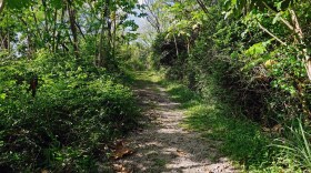 The Asan Ridge Trail will face temporary closures over the next eight months because of treatment for little fire ants, according to the National Park Service.