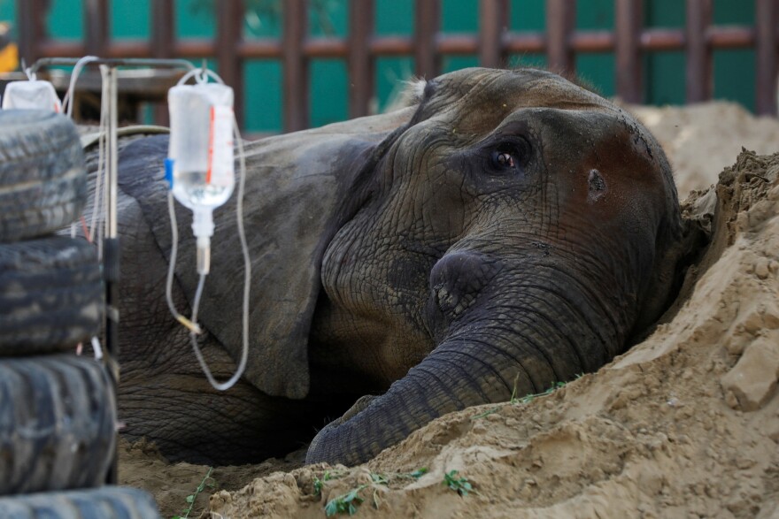 While ailing, African elephant Noor Jehan rested on a sand pile at a zoo in Karachi, Pakistan. The photo was taken on April 14. The elephant died 8 days later.