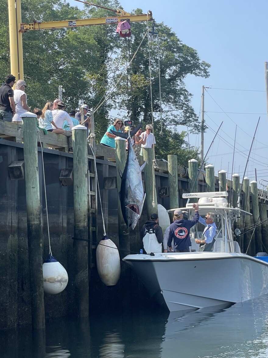 This 564-pound bluefin tuna wasn't even the biggest catch all day. 13-year-old Lola Crisp, "a seasoned tunaman," caught a 591-pounder to win the Cape's first commercial tuna tournament in three decades.