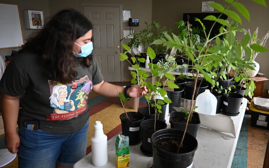 Jojo Blackwood in a surgical mask inspecting a leaf and looking at plants inside an office