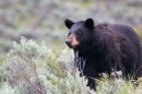 Female American Black Bear (Ursus americanus)  