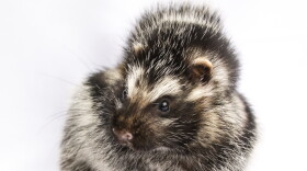 The African crested rat is the only mammal known to sequester lethal plant toxins.