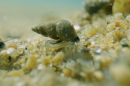 New Zealand mud snail.