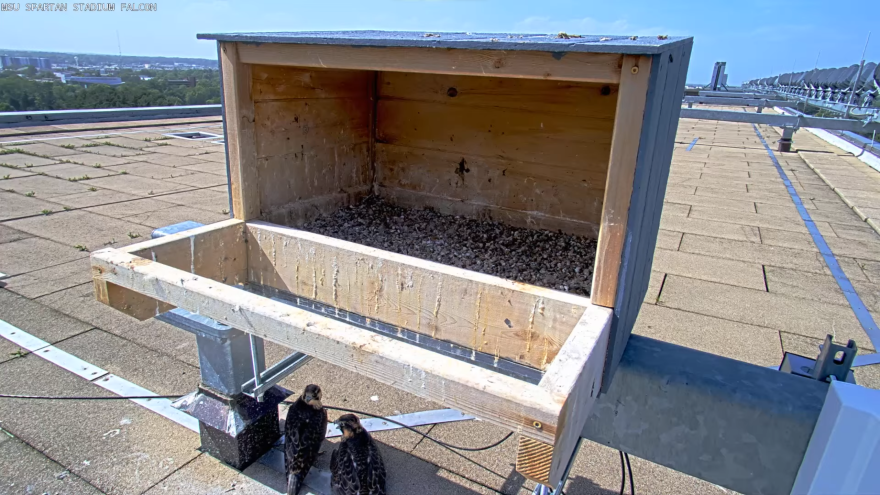 Nest box located on the roof of Spartan Stadium is now empty of Peregrine Falcon chicks.