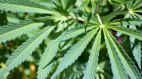A close-up photo of the Cannabis leaf. (Wikimedia Commons/Armando Olivo Martín del Campo)
