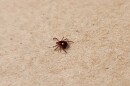 The Lone Star tick is the most common tick in Missouri and the female of the species is easily recognized by the white spot on it's back. This tick is know to transmit diseases like Ehrlichiosis, Southern Tick-Associated Rash Illness (STARI), Tularemia, the Bourbon and Heartland viruses, as well as the red meat allergy caused by a tick bite called Alpha Gal. (Rebecca Smith/KBIA)