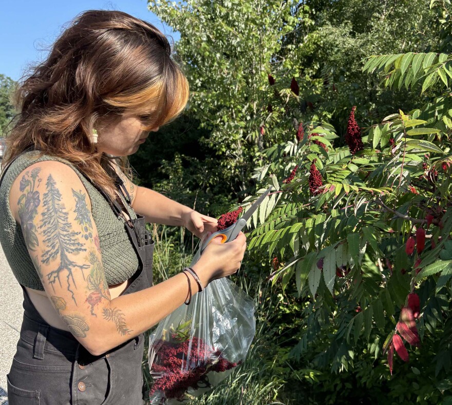 Liz Barnhart along a roadside with scissors and a clear bag harvesting red clusters from a plant with pointed leaves
