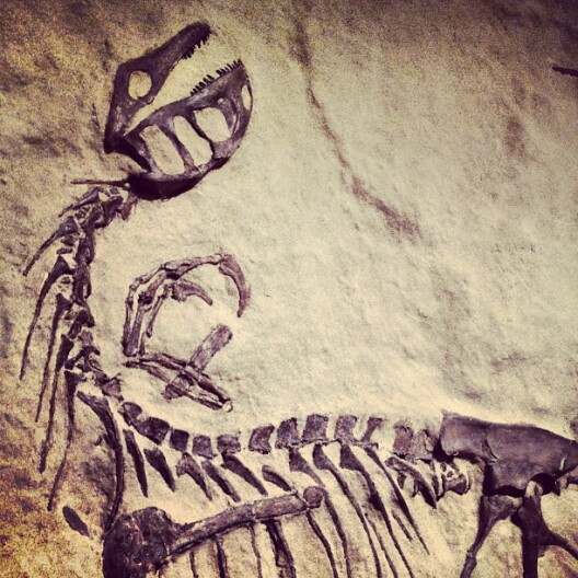 Dinosaur fossils in stone.