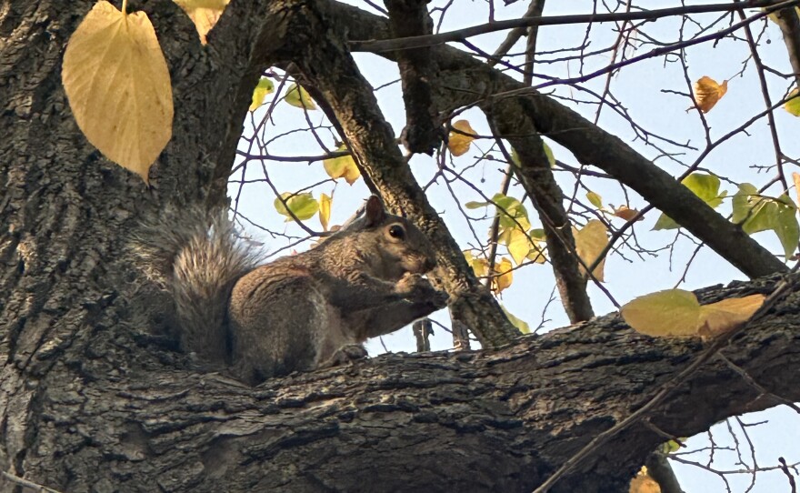  A grey squirrel sits in a branch during a Science Nature Adventure Program outing in Bemidji, Minnesota.