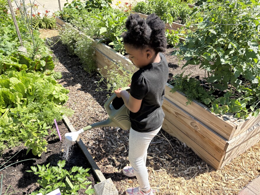 Tending to the kids' garden plot