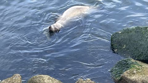 A pale-colored sea lion floats just off shore from some large rocks.