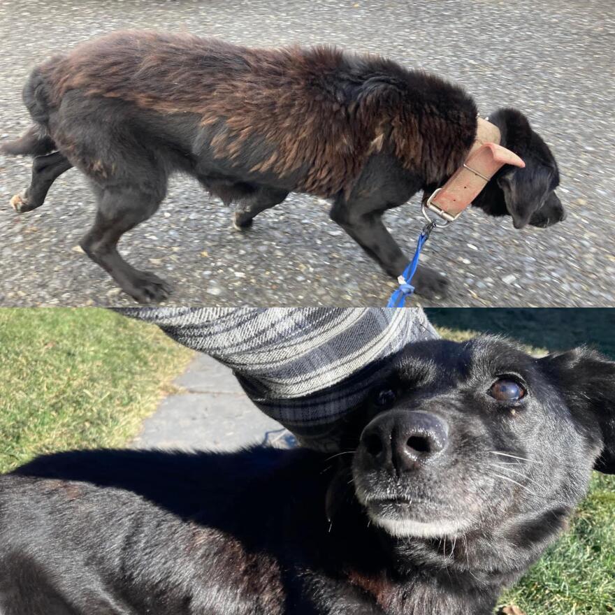 Before being rescued by the Project, Ruby was chained outside for 14 years.