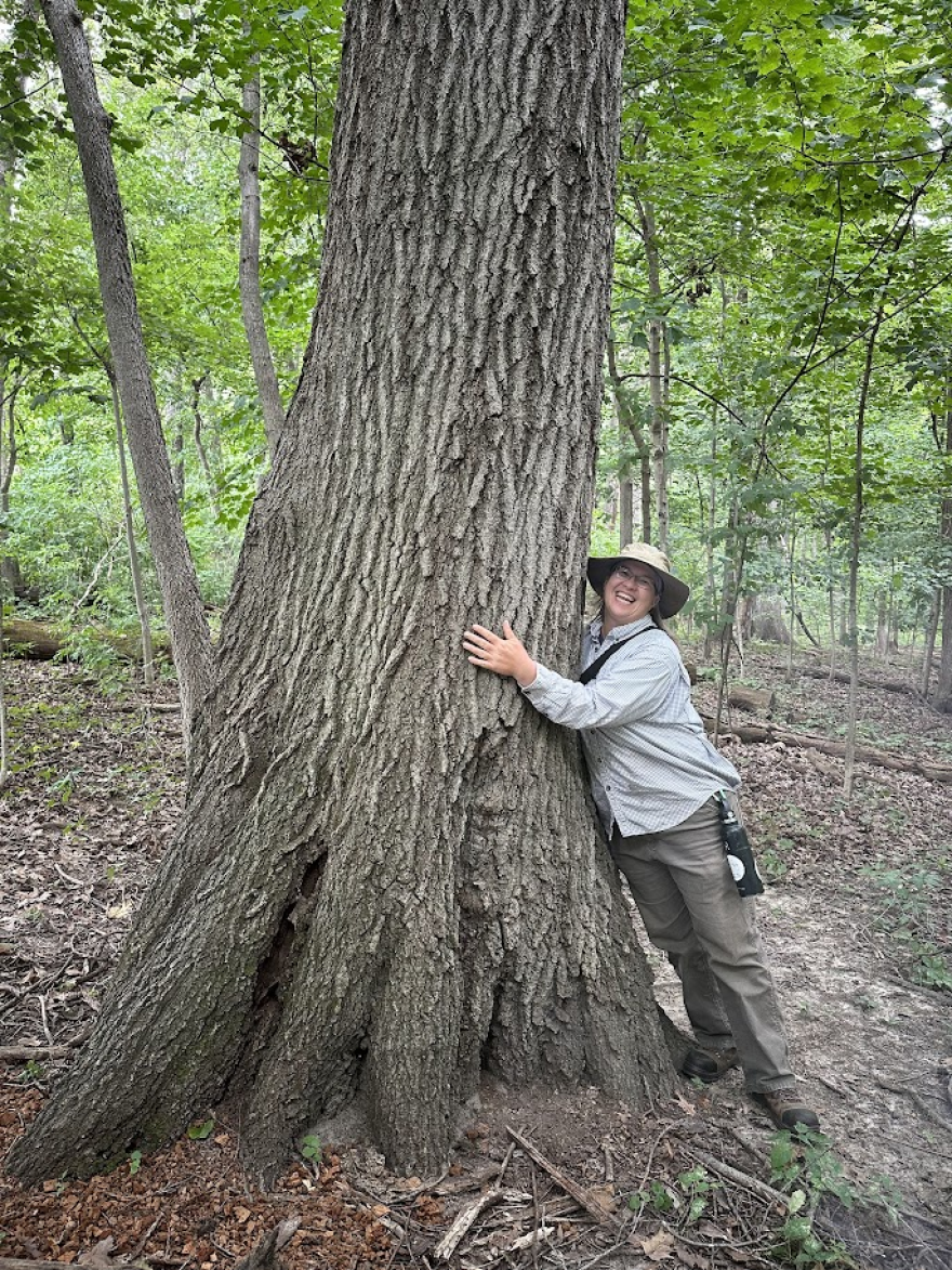 An old growth tree in the woodlands.