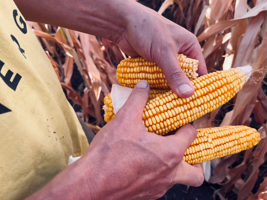 Dolf Ivener holds ears of corn in one of his fields in northwestern Iowa where rain has been spotty this summer. “You can see it's tipped back, which means it didn't fill all the way out, so it ran out of moisture,” he said.<br/>