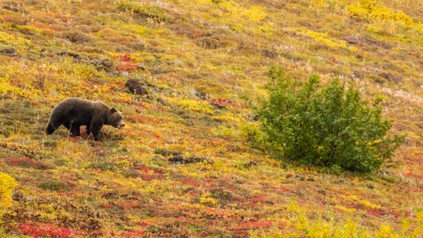 A grizzly bear in Denali National Park.