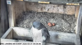 A falcon and three eggs sit in a nesting box on top of the Eckert Power Plant in Lansing. 