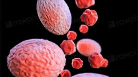 Chlamydia