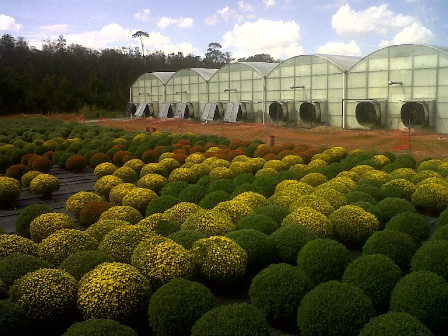 greenhouses and plants