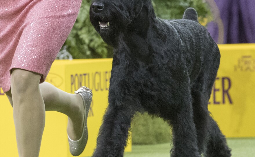 Handler Katie Bernardin leads Ty, a giant schnauzer in the working group competition. Ty won best in working group and was the runner up for best in show.