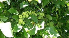 Malus sieversii, the ancient apple, seen here in Kyrgysztan. Sieversii comes in many sizes and colors, but are generally inedible.
