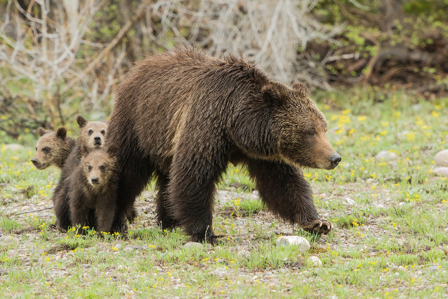 Grizzly 399 dies after being struck by car south of Jackson Wyoming