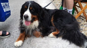 The volunteer therapy dog who passed away in September had no idea how many people she would bring joy to when she was adopted when she was 4 years old.