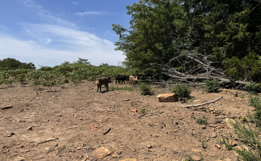 Choctaw hogs