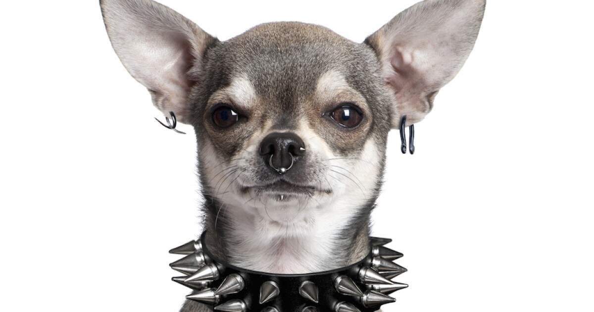 Can Dogs Have Their Ears Pierced