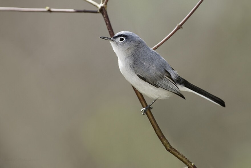 A Blue-gray Gnatcatcher.
