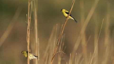 A female, left, and male American Goldfinch perch on stalks of tall grass, Tuesday, June 20, 2023, in Denton, Neb. (Joshua A. Bickel/AP)