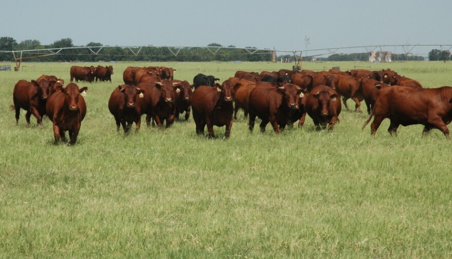 Cattle graze on an irrigated pasture southwest of College Station on the Texas A&M AgriLife Research Service farm.